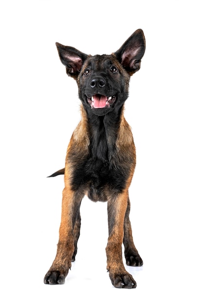 Malinois W Studio