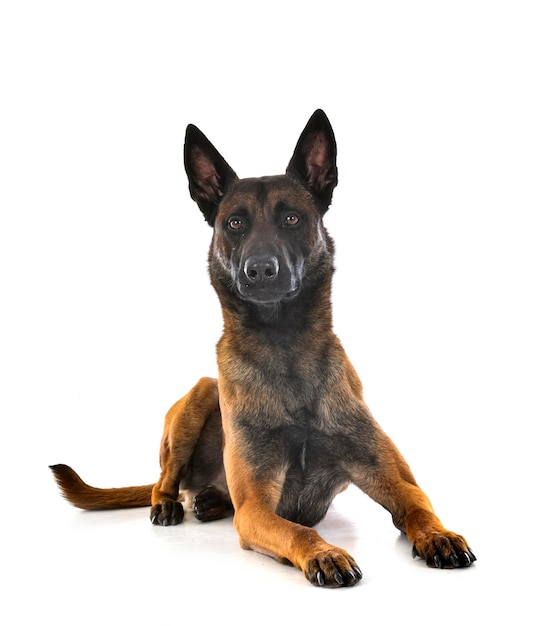 malinois w studio