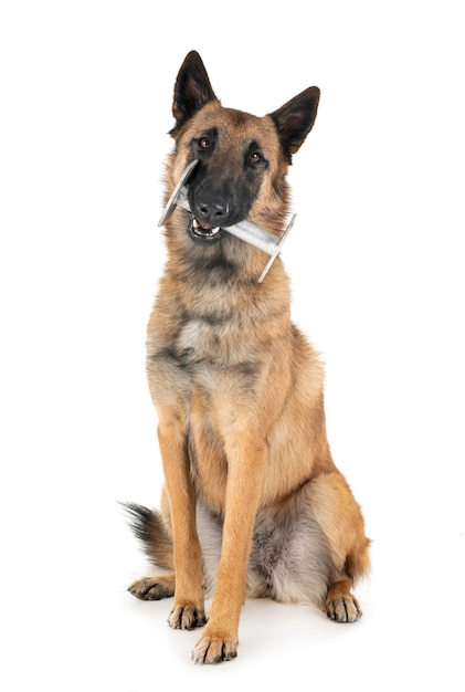 malinois w studio