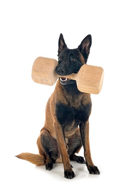 malinois w studio