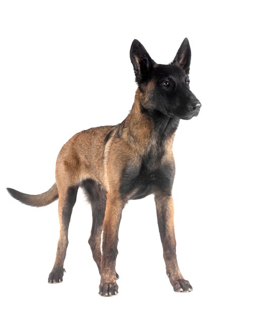 Malinois w studiu