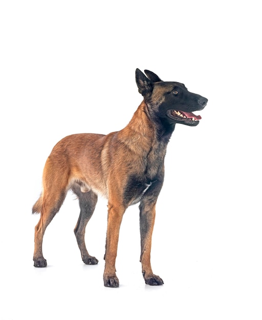 Malinois w studiu