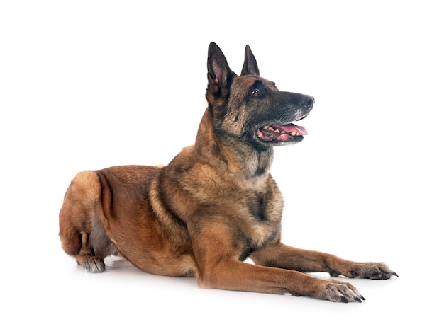 Malinois w studiu