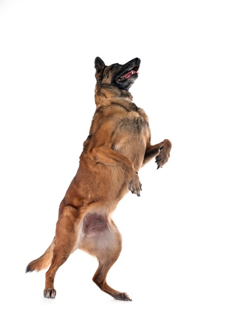 Malinois w studiu