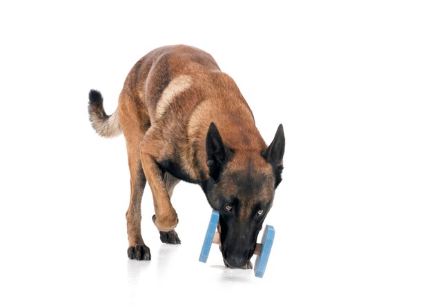 Malinois w studiu