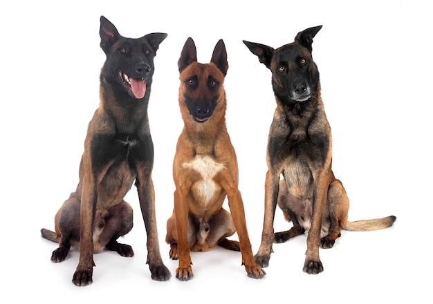 Malinois w studiu