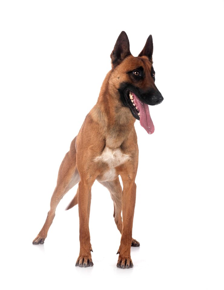 Malinois w studiu