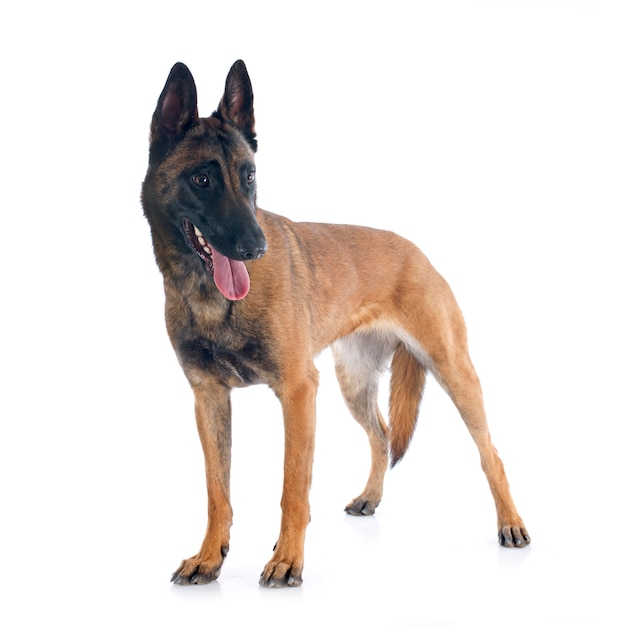 malinois