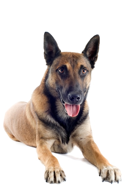 Malinois