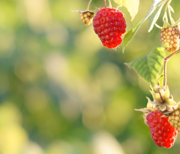 Maliny. Rosnące organiczne jagody zbliżenie. Dojrzała malina w ogrodzie owocowym