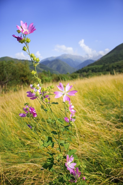 Mallow moschata gatunek ślazowca, który rośnie na łąkach i rowach wzgórz Tian Shan