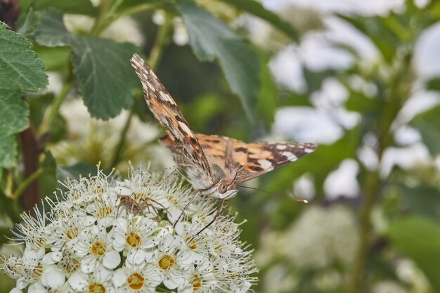 Malowana Lady Butterfly (łac. Vanessa cardui) na kwiatostanie spirei.