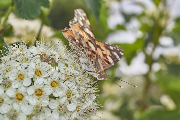 Malowana Lady Butterfly (łac. Vanessa cardui) na kwiatostanie spirei.