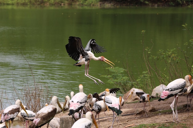 Malowany Bocian Ptak Mycteria Leucocephala Lata I Ląduje W Grupie