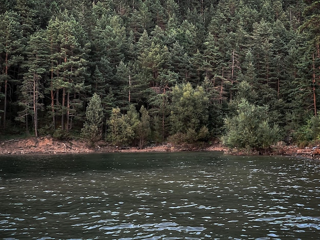 Malownicza rzeka z błyszczącą, falistą wodą otoczona w lecie wybrzeżem bujnego lasu iglastych