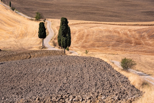 Malownicza wiejska droga z cyprysem wśród żółtych letnich pól we Włoszech w Toskanii