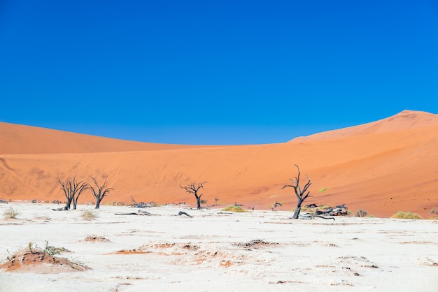 Malownicze Sossusvlei I Deadvlei, Plecione Drzewa Akacjowe Otoczone Majestatycznymi Wydmami