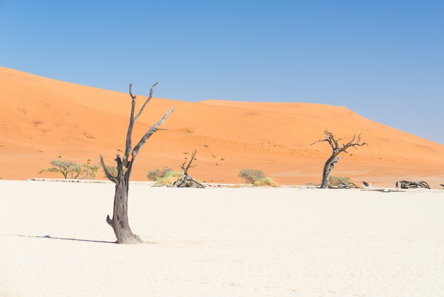 Malownicze Sossusvlei, plecione drzewa akacjowe otoczone majestatycznymi wydmami. Park Narodowy Namib Naukluft, Namibia.