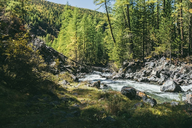 Malowniczy alpejski krajobraz z górską rzeką w dzikim lesie jesienią w promieniach słońca. Żywe jesienne krajobrazy z piękną rzeką wśród drzew i zarośli w słoneczny dzień. Górski potok w lesie w czasie jesieni.
