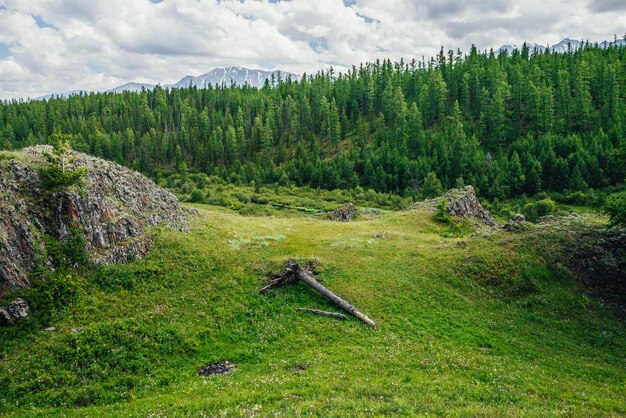 Zdjęcie malowniczy alpejski krajobraz z zieloną górską doliną i lasem na wzgórzu na tle góry ze śniegiem pod zachmurzonym niebem. żywe górskie krajobrazy z powalonym drzewem na zielonym wzgórzu w pobliżu skały z porostami.