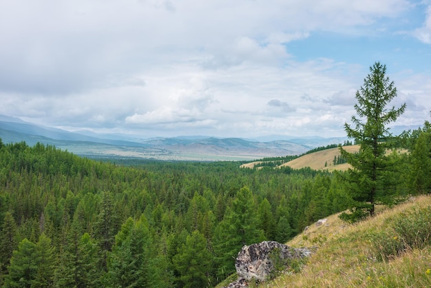 Malowniczy krajobraz górski z modrzewiem na wzgórzu z widokiem na las iglasty po horyzont pod pochmurnym niebem Kolorowa sceneria z zielonym lasem i bezkresem górskim pod chmurami przy zmiennej pogodzie
