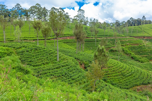 Malowniczy krajobraz naturalny. Plantacje zielonej herbaty w górach. Uprawa herbaty.