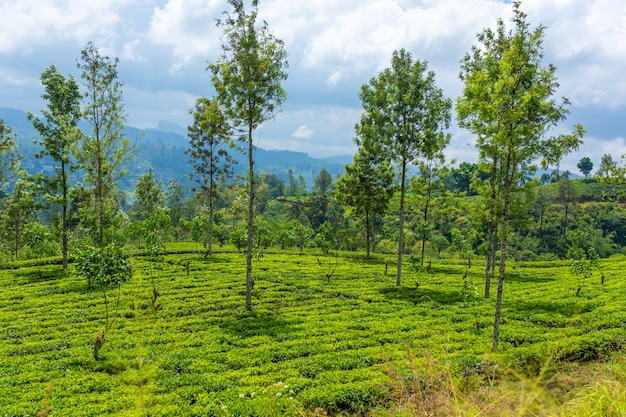 Malowniczy krajobraz naturalny. Plantacje zielonej herbaty w górach. Uprawa herbaty