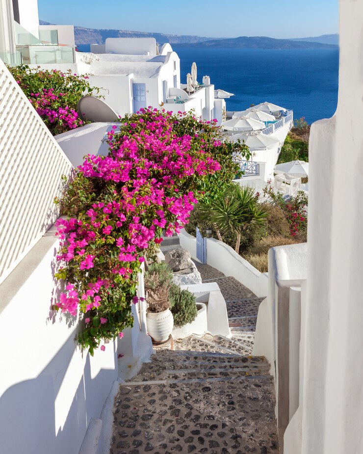 Zdjęcie malowniczy kwiatonośni schodki z różowym kwitnącym bougainvillea prowadzi morze, santorini, grecja.