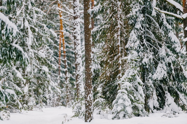 Malowniczy las zwycięzcy. Wspaniała śnieżna kraina czarów. Magiczny piękny malowniczy widok na sosny i świerki pokryte śniegiem. Zimna mroźna natura.