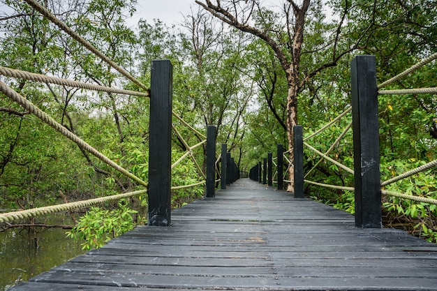 Malowniczy most chodnikowy Mangrove.