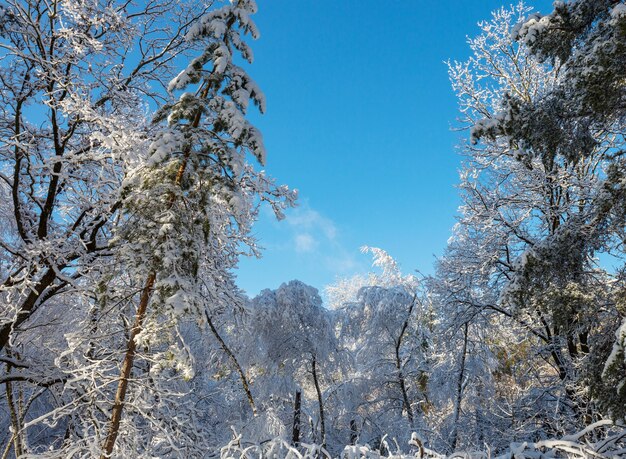 Malowniczy pokryty śniegiem las w sezonie zimowym.
