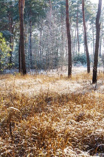 Malowniczy, pokryty śniegiem las zimą