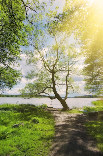 Malowniczy skandynawski słoneczny wiosenny krajobraz z naturalnym sezonowym tłem drzewa i jeziora