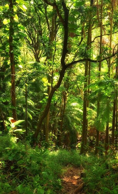 Malowniczy widok bujnych liści i gęstych drzew leśnych w hawajskim lesie deszczowym Odkrywanie przyrody i dzikiej przyrody na odległej tropikalnej wyspie na wakacje i wakacje Zielone rośliny i krzewy w matce naturze