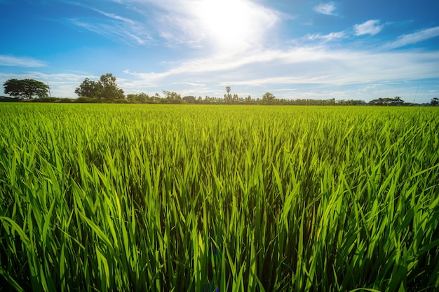 Malowniczy widok krajobraz pola ryżowego zielonej trawie z pola niwa lub w Azji rolnictwo żniwa z puszystymi chmurami błękitne niebo światło dzienne tło.