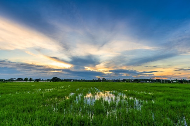 Malowniczy widok krajobraz pola ryżowego zielonej trawy z polem niwa lub w Azji kraju rolnictwa zbiorów z puszyste chmury błękitne niebo zachód słońca wieczorem tło