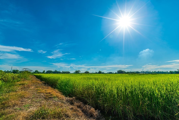Malowniczy widok krajobraz pola ryżowego zielonej trawy z polem niwa lub w Azji kraju rolnictwa zbiorów z puszystymi chmurami błękitne niebo światło dzienne tło
