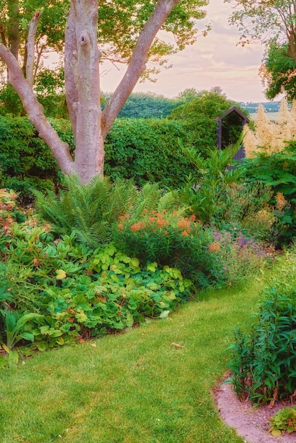 Malowniczy Widok Na Bujny Prywatny Ogród W Domu Z Intensywnie Rosnącą Florą I Drzewami Rośliny Botaniczne Krzewy I Paprocie Na Podwórku Z żywopłotem Spokojne Zen Cisza I Spokój