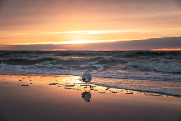 Malowniczy widok na plażę na tle nieba podczas zachodu słońca