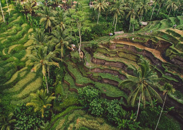 Zdjęcie malowniczy widok palm na polu