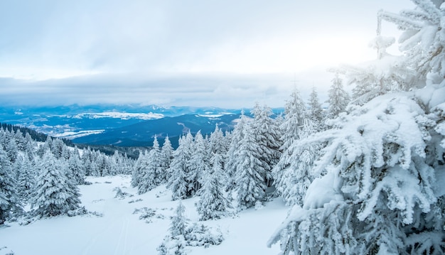 Malowniczy zimowy krajobraz z góry z ośnieżonymi sosnami
