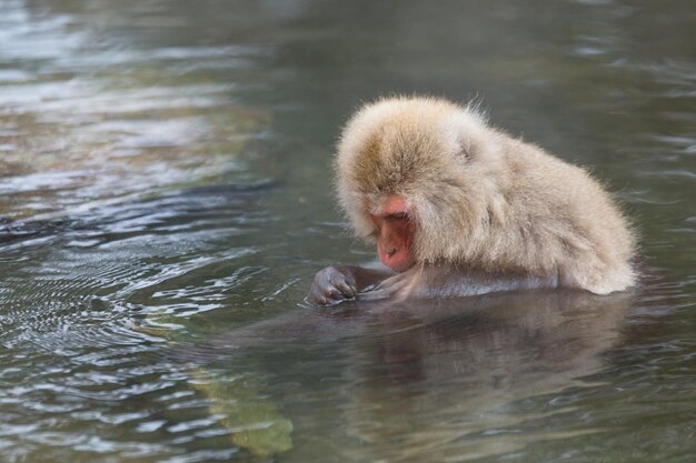 Małpa cieszy się onsenem
