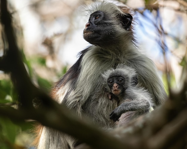 Małpa Colobus z młodym w Parku Narodowym Jozani Chwaka Bay na wyspie Zanzibar