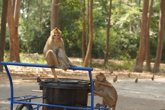 Małpa czeka na jedzenie od turystów