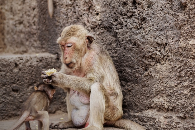 Małpa i dziecko w zoo.