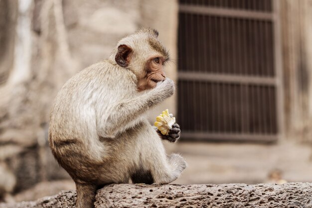 Małpa je jedzenie na cegle zoo.