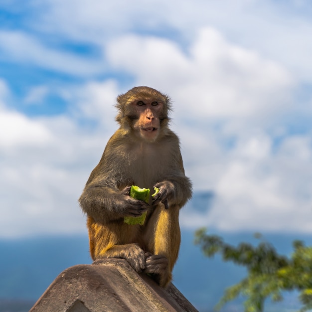 Małpa jedzenie ogórka w świątyni Swayambhunath lub świątyni małp w Katmandu, Nepal. Zdjęcie stockowe.