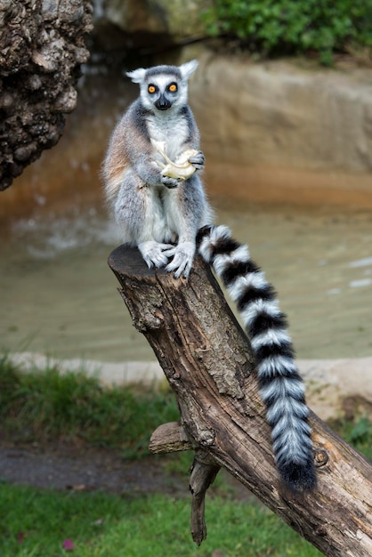 Małpa lemur podczas jedzenia jabłka