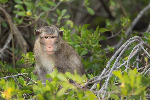 Zdjęcie małpa (macaque rhesus) siedzi na drzewie