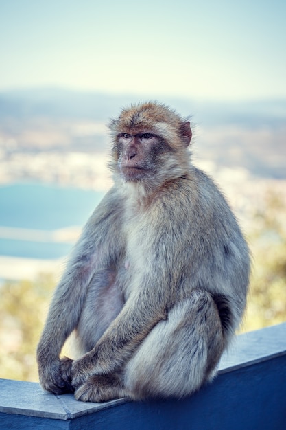 Małpa na Gibraltarze.